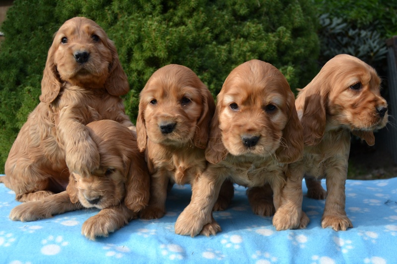 15 - Idol, Icon, Ina, Ira, Iris.JPG